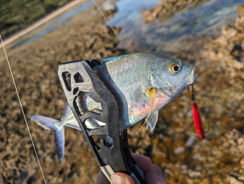 カスミアジの釣果