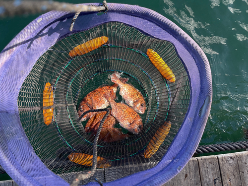 マダイの釣果