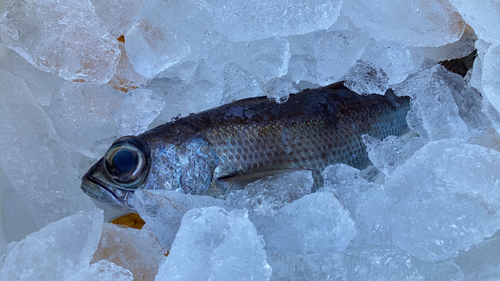 ムツの釣果