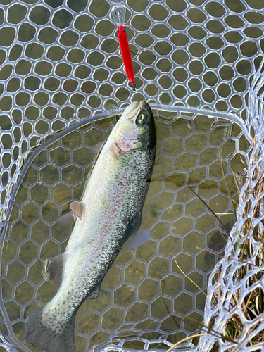 トラウトの釣果