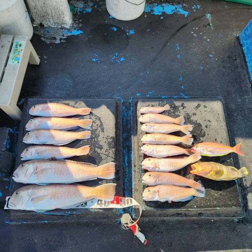 シロアマダイの釣果