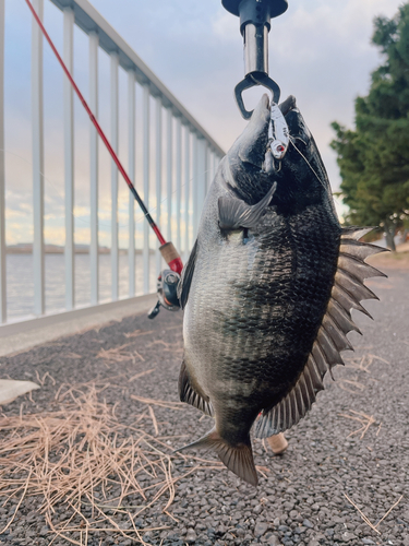 クロダイの釣果