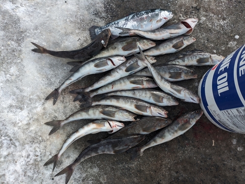 ホッケの釣果