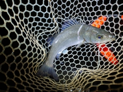 セイゴ（ヒラスズキ）の釣果