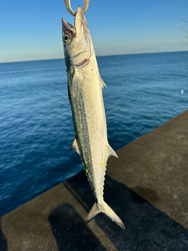 サゴシの釣果