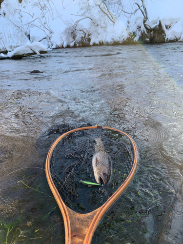 アメマスの釣果