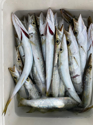 カマスの釣果