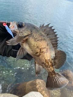 クロメバルの釣果