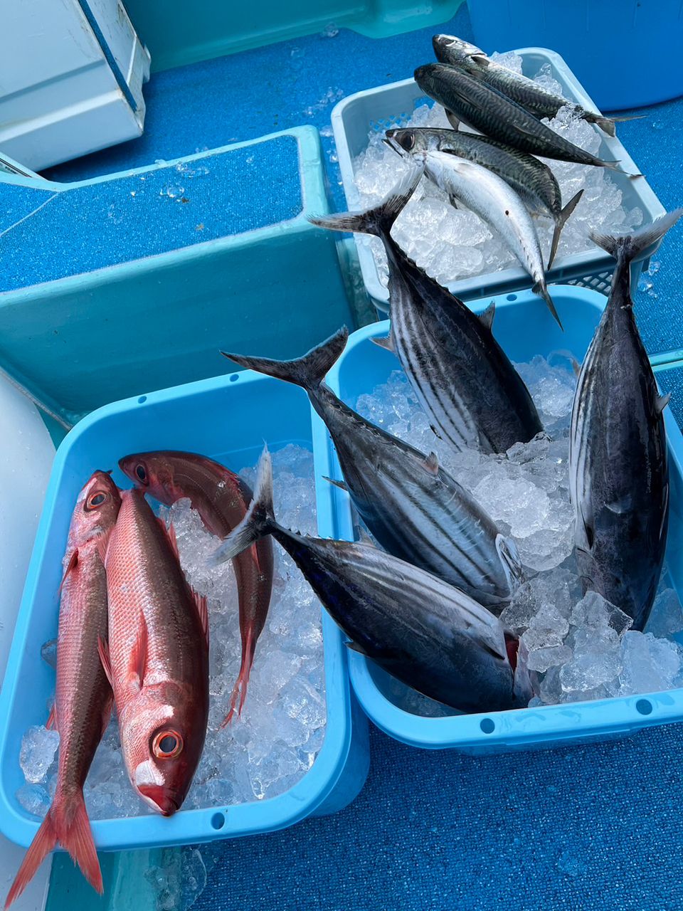 Rock Book@釣り垢さんの釣果 2枚目の画像