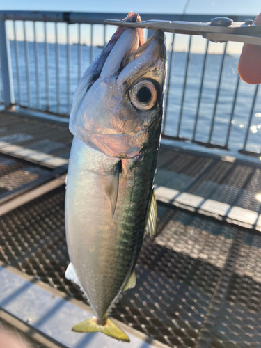 サバの釣果