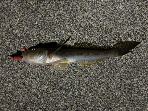 アナハゼの釣果