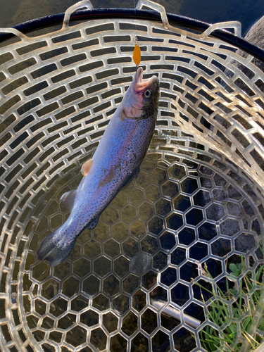 ニジマスの釣果