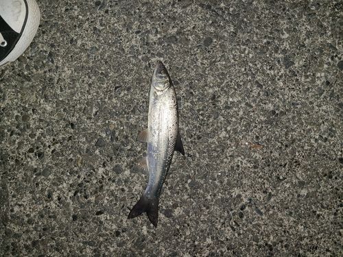 ウグイの釣果