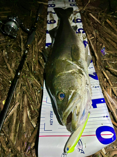 シーバスの釣果