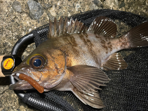 シロメバルの釣果