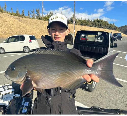 メジナの釣果