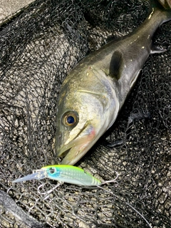 フッコ（マルスズキ）の釣果