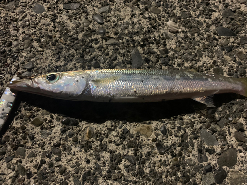 カマスの釣果