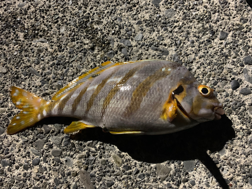 タカノハダイの釣果