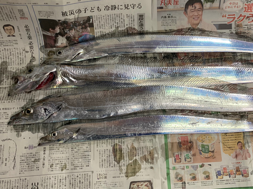 タチウオの釣果