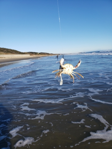 ヒラツメガニの釣果