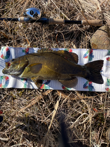 スモールマウスバスの釣果