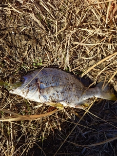 キビレの釣果