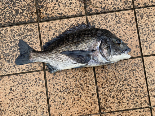 クロダイの釣果