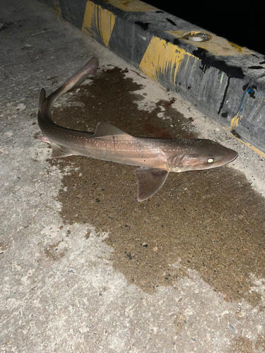 ホシザメの釣果