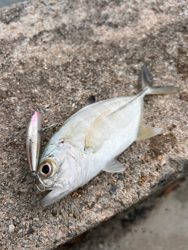 釣って見つけるぼうけんの国 沖縄