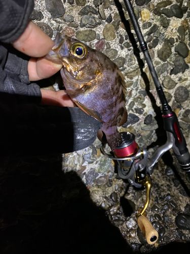 アカメバルの釣果