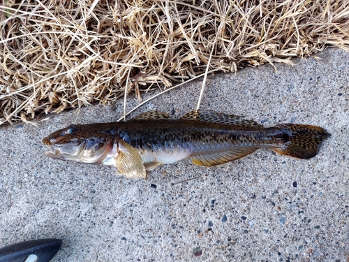 マハゼの釣果