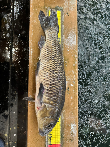 コイの釣果