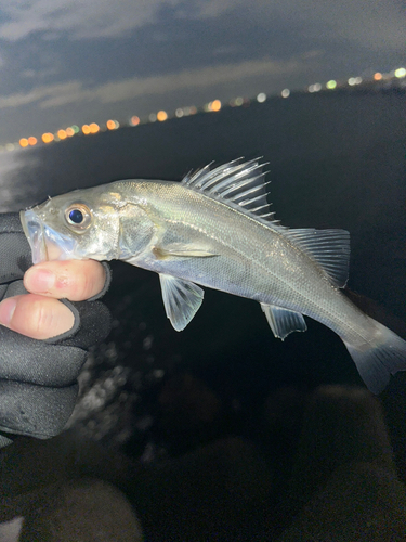 スズキの釣果