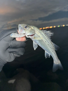 スズキの釣果