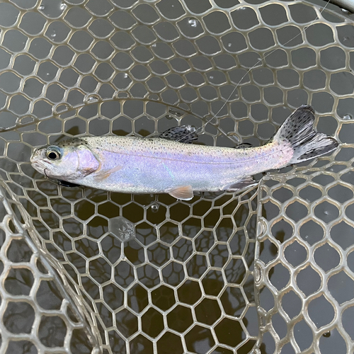 ニジマスの釣果