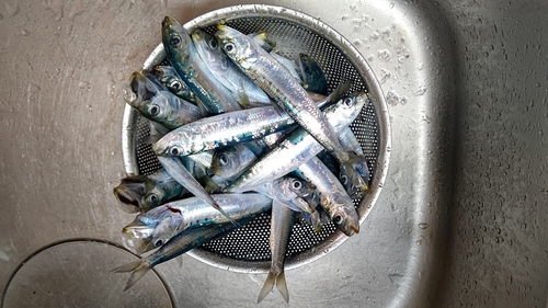 イワシの釣果