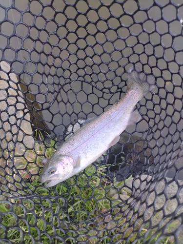 ニジマスの釣果