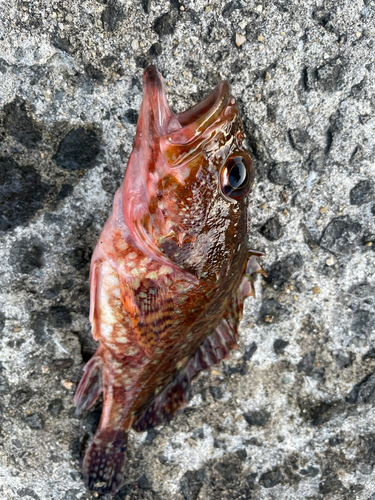 カサゴの釣果