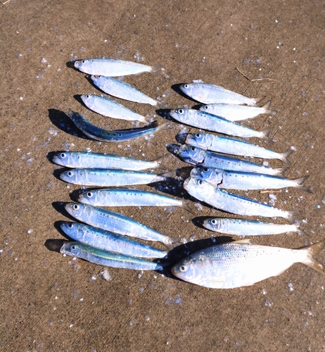 イワシの釣果