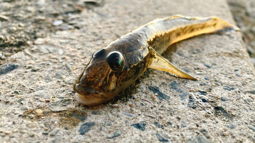 マハゼの釣果