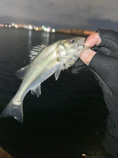 スズキの釣果