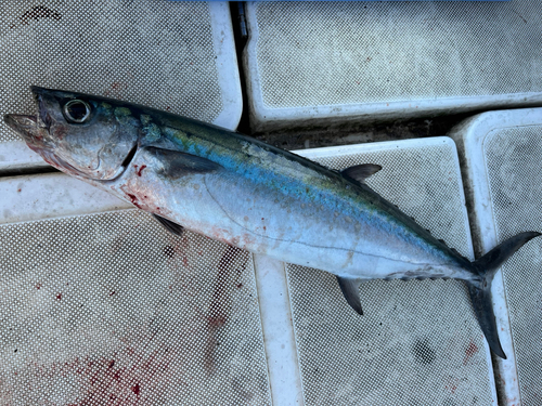 ニジョウサバの釣果