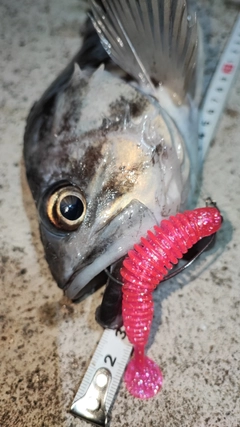 クロソイの釣果