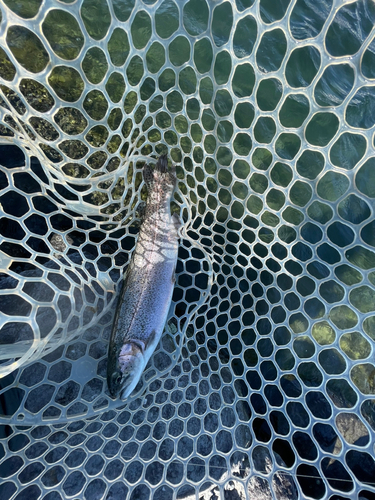 ニジマスの釣果