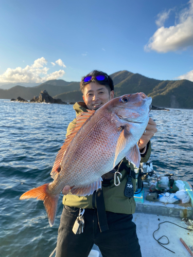 マダイの釣果