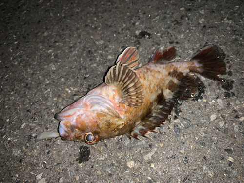 カサゴの釣果