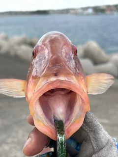 マルクチヒメジの釣果