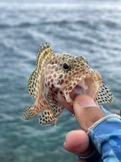 カンモンハタの釣果