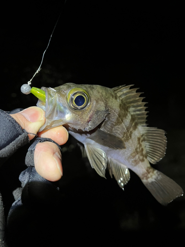 メバルの釣果